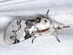 Iropoca rotundata