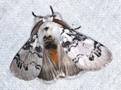 Iropoca rotundata