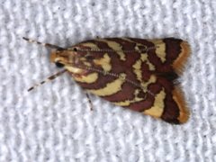 Tisobarica thyteria