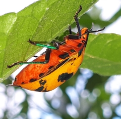 Tectocoris diophthalmus