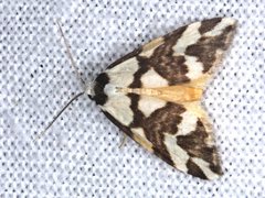 Thallarcha staurocola