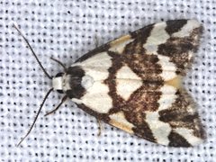 Thallarcha staurocola