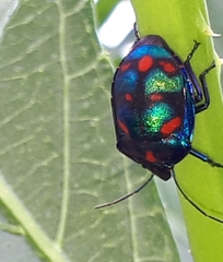 Tectocoris diophthalmus