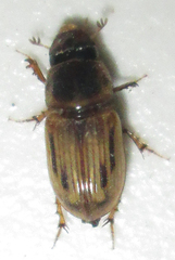 Neocalaphodius moestus