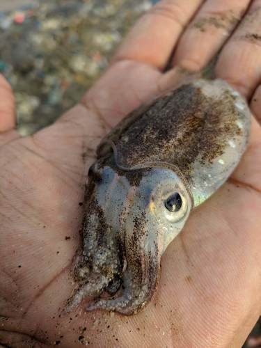 Sepiella inermis
