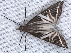Phrataria transcissata