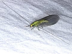 Calochrysa extranea