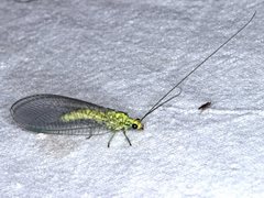 Calochrysa extranea