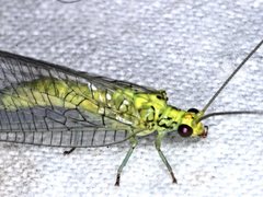 Calochrysa extranea