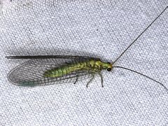 Calochrysa extranea