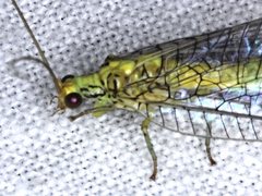 Calochrysa extranea