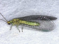 Calochrysa extranea