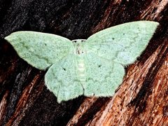 Maxates centrophylla