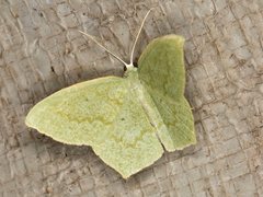 Maxates centrophylla