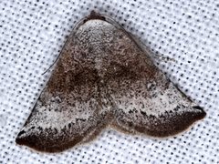 Mataeomera mesotaenia