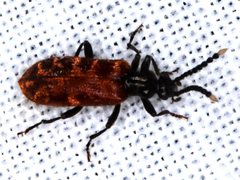 Lemodes atricollis