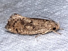 Syncometes vilis
