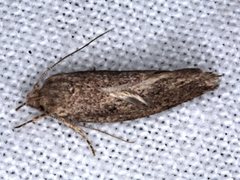 Syncometes vilis