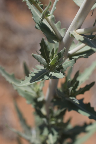 Image of Mentzelia strictissima by (c) Lyrae, some rights reserved (CC BY)