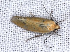 Microbela monodyas