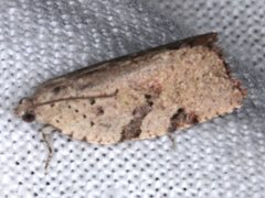 Meritastis laganodes
