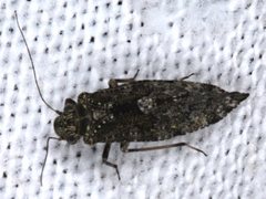 Myopsocus