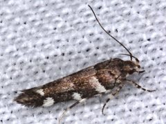 Macrobathra ceraunobola