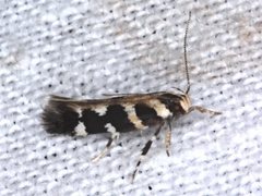 Macrobathra bigerella