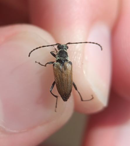 Dark-shouldered Long-horned Beetle photo 5