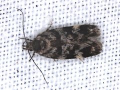 Barea subviridella