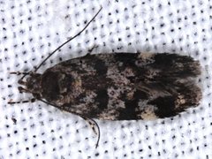 Barea subviridella