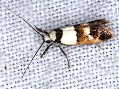 Crepidosceles glycydora