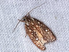 Euchaetis metallota