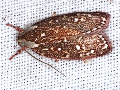 Euchaetis metallota