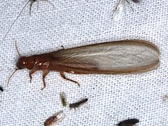 Kalotermitidae