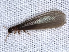 Kalotermitidae