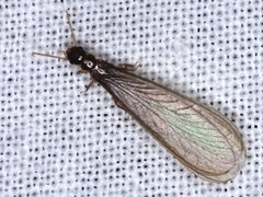 Kalotermitidae