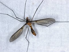 Leptotarsus clavatus