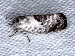 Eupselia carpocapsella