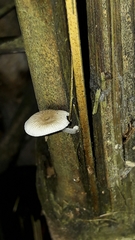Mycena chlorophos