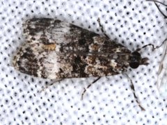 Eudonia protorthra