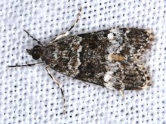 Eudonia protorthra