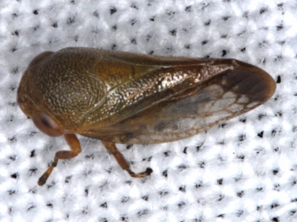 Pectinariophyes stalii