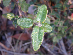 Correa reflexa scabridula