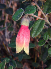 Correa reflexa scabridula