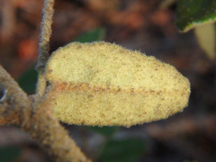 Correa reflexa scabridula