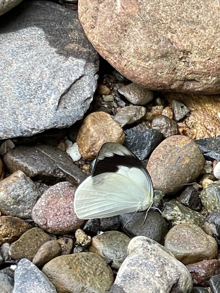 Plain Puffin (Appias indra)