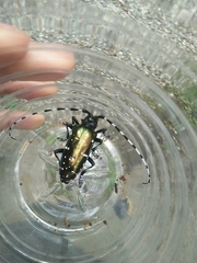 Anoplophora albopicta