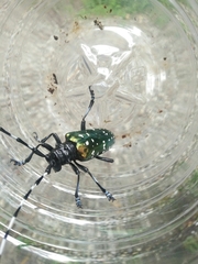 Anoplophora albopicta