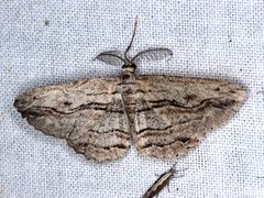 Scioglyptis loxographa